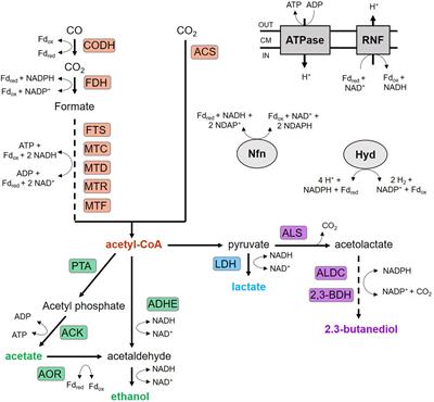 Identifying and Engineering Bottlenecks of Autotrophic Isobutanol Formation in Recombinant C. ljungdahlii by Systemic Analysis